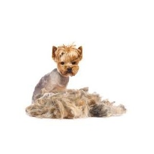 Cortapelos para mascotas THULOS TH-HCP399